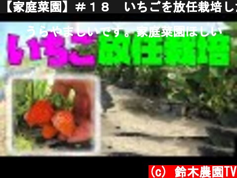 【家庭菜園】＃１８　いちごを放任栽培したら予想以上にうまかった  (c) 鈴木農園TV